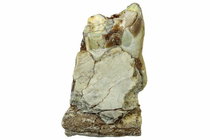 Fossil Oreodont Jaw Section - South Dakota #300287